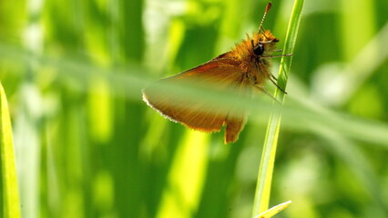 Orange skipper butterfly on a blade of grass in Cotacachi, Ecuador