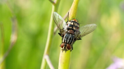 Fly on a blade of grass in Cotacachi, Ecuador