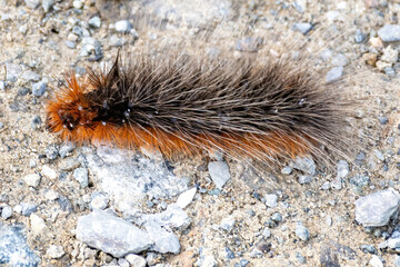 caterpillar on the ground