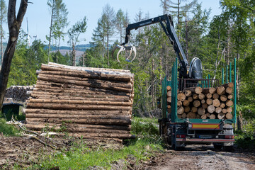 Fototapeta na wymiar loading of pine trees in the forest