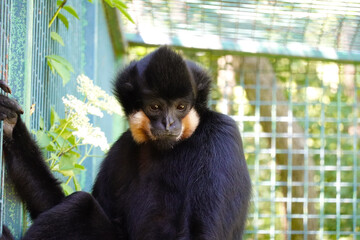 The gibbon monkey lives in a large spacious cage