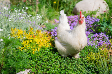 White egg-laying Leghorn hen walking in flowers in summer outside. Beautiful domestic layer chicken