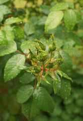 Rose buds, shortly after rainfall