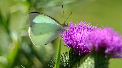 Cabbage butterfly on a Scotch thistle flower in Cotacachi, Ecuador