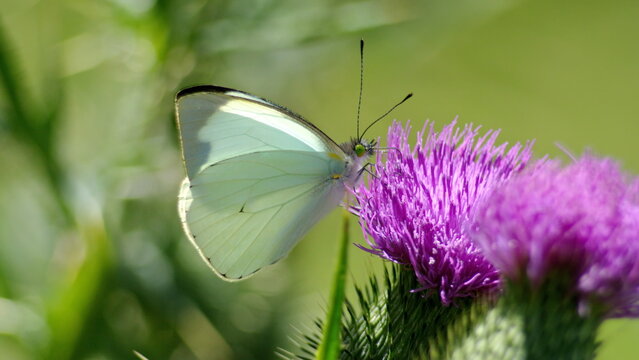 Cabbage butterfly on a Scotch thistle flower in Cotacachi, Ecuador