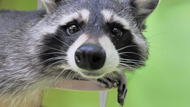 Close-up slow motion portrait of an american raccoon in contact zoo. Young curious racoon laying on shelf and sniffing around for food. Funny adorable animal.