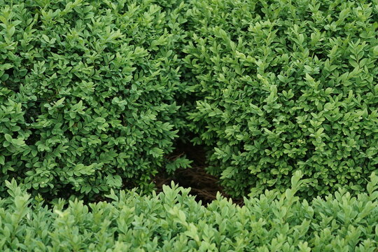 Hecke ais Buxbaum Pflanzen w&auml;hrend der Wachstumsphase im fr&uuml;hen Sommer
