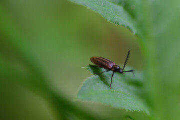 ヒゲナガハナノミのオス（埼玉県/5月）