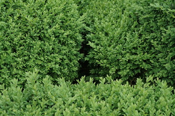 Fototapeta na wymiar Hecke ais Buxbaum Pflanzen während der Wachstumsphase im frühen Sommer