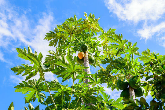 papaya tree seen from below, green and ripe fruit, blue sky with clouds in sunny day, photographed in nature