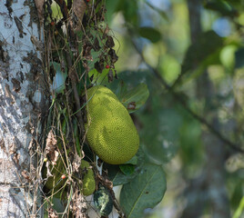 Organic Jackfruit or jack fruit hanging from tree