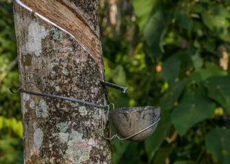 Rubber elastic latex extracted from Rubber tree Kerala