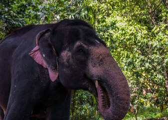 Fototapeta na wymiar Closeup of an Indian or Asian captive elephant in Kerala