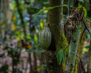Cocoa fruit hanging from cacao plant or chocolate plant in Kerala