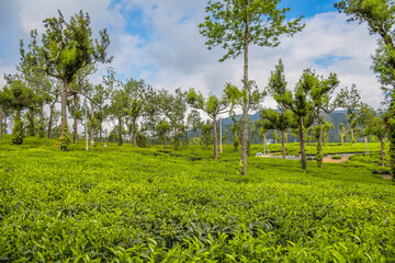 Lush green tea plantation landscape in Munnar Kerala