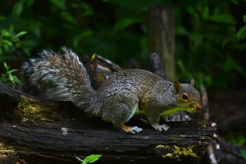 squirrel on a tree