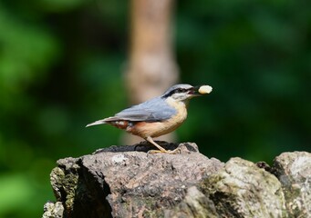 bird eating a nut on a tree