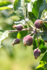Young ripening apple tree fruits on branches in spring