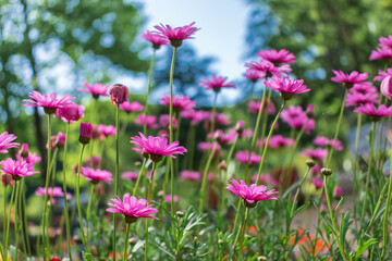春の花壇に咲くデージーの花
