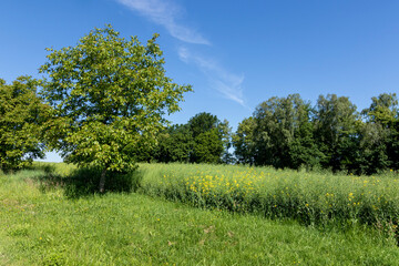 Landscape with field, trees and blue sky on a sunny day