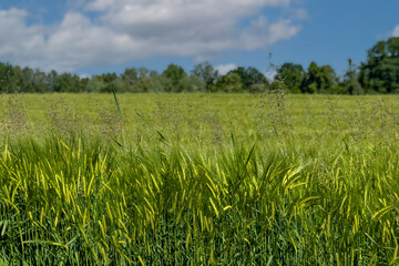 Field of grain on a sunny day 