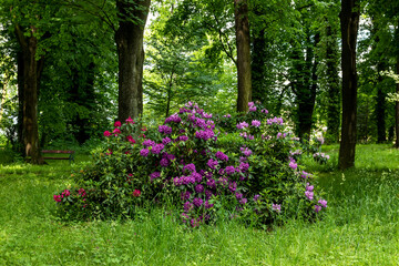 Rhododendron bush in bloom against a background of lush greenery