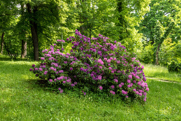 Rhododendron bush in bloom against a background of lush greenery