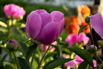 The beautiful, pink peony, colorful spring flower in the background.