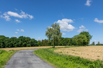 Fototapeta na wymiar A lone birch by the road through the fields