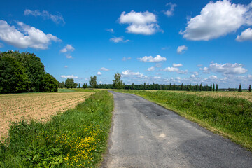 Fototapeta na wymiar Road among the fields and trees on a sunny beautiful day