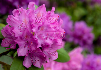 Close-up of azalea flowers against a background of lush greenery