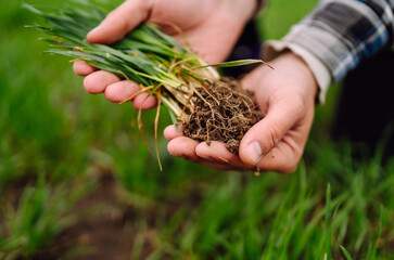 Young wheat sprout in the hands of a farmer. Checking wheat field progress. Agriculture, organic gardening, planting or ecology concept.