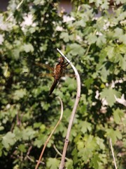 grapes in the vineyard