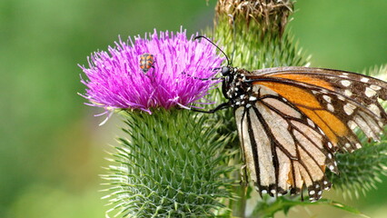 Monarch butterfly and beetle on a Scotch thistle flower in Cotacachi, Ecuador