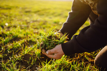 Young wheat sprout in the hands of a farmer. Checking wheat field progress. Agriculture, organic gardening, planting or ecology concept.