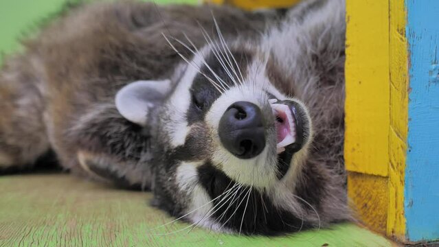 Close-up slow motion portrait of an american raccoon in contact zoo. Young happy racoon laying on shelf, smiling to the camera and almost fell asleep. Funny adorable animal.