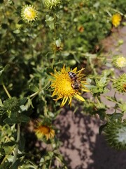 bee on a sunflower
