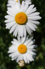 daisies close up
