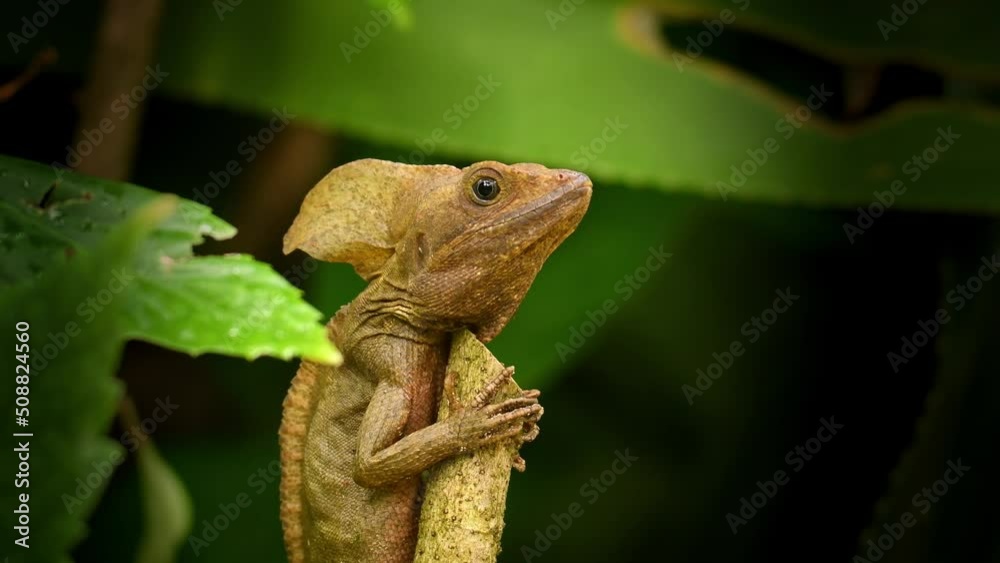 Wall mural brown basilisk also the striped basilisk or common basilisk, basiliscus vittatus is basilisk lizard 