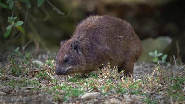 Rock Hyrax - Procavia capensis also dassie, Cape hyrax, rock rabbit or coney, terrestrial mammal native to Africa and the Middle East, order Hyracoidea genus Procavia. Eating and guarding on rocks.
