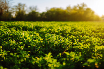 Green field of lucerne (Medicago sativa). Field of fresh grass growing. Agriculture, organic gardening, planting or ecology concept.