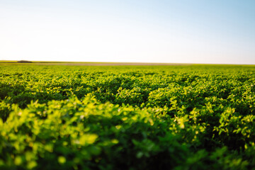 Green field of lucerne (Medicago sativa). Field of fresh grass growing. Agriculture, organic gardening, planting or ecology concept.