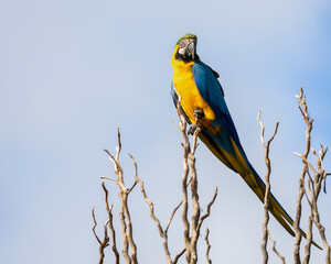 A blue and yellow macaw perched on a tree branch. Species Ara ararauna also know as Arara Canide. It is the largest South American parrot. Birdwatching. Bir lover. © Fernando Calmon