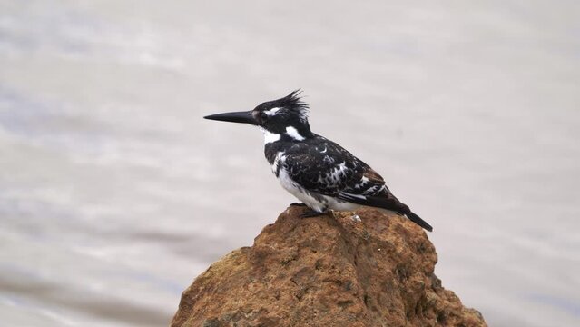 Pied Kingfisher - Ceryle rudis species of water black and white kingfisher widely distributed across Africa and Asia. Hunting fish. Sitting on the stone with hunted fish in the beak.