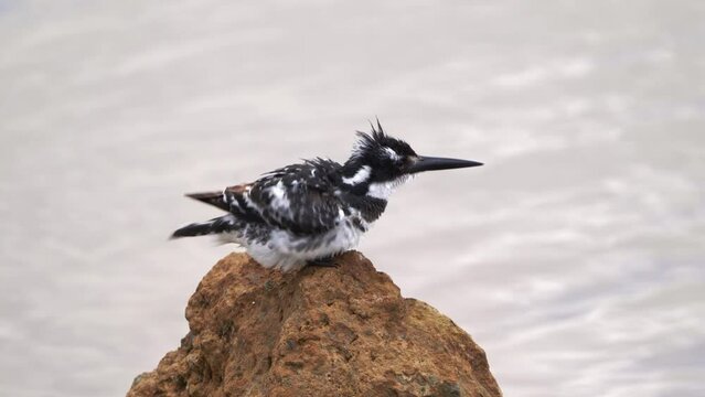 Pied Kingfisher - Ceryle rudis species of water black and white kingfisher widely distributed across Africa and Asia. Hunting fish. Sitting on the stone with hunted fish in the beak.