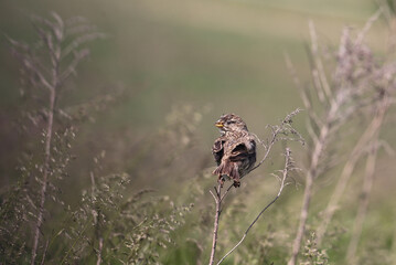 
Bunting chick on last year's grass...