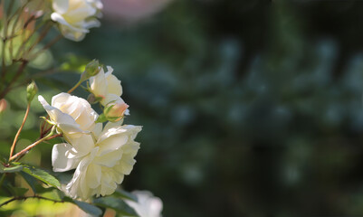 A branch of a blooming white rose....on a blurred green background...