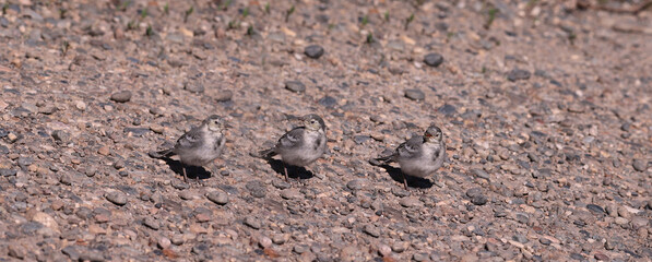 Three wagtails of the current year of birth lined up in one line
