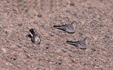 Three wagtails of this year of birth on a gravel road..