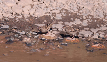 Two sparrows at a watering place near a puddle....